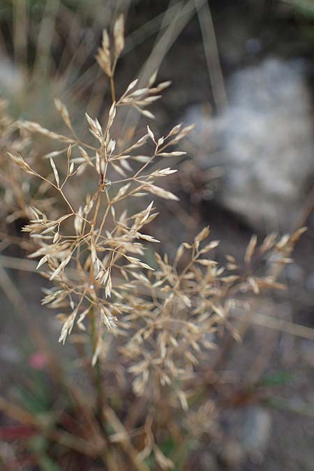 Agrostis stolonifera \ Weies Straugras / Creeping Bentgrass, F Bonneval-sur-Arc 6.10.2021