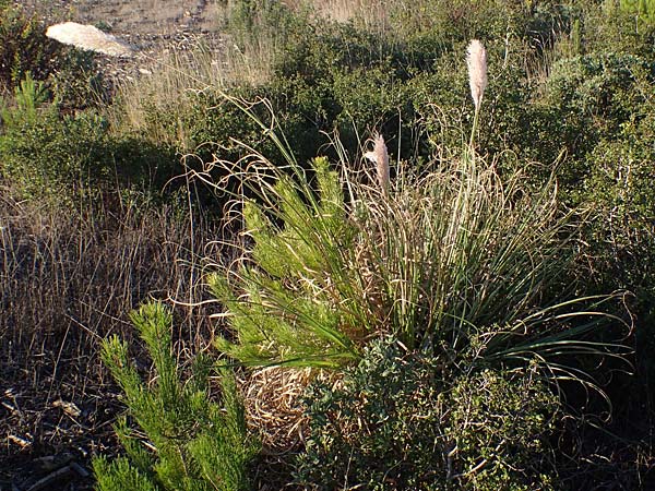 Cortaderia selloana \ Amerikanisches Pampas-Gras / Pampas Grass, F Martigues 8.10.2021