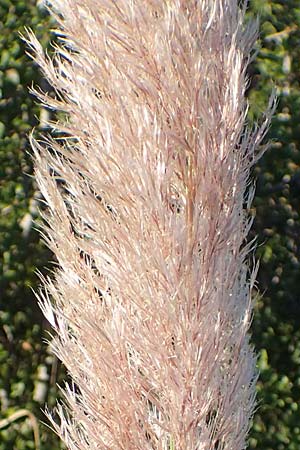 Cortaderia selloana \ Amerikanisches Pampas-Gras / Pampas Grass, F Martigues 8.10.2021
