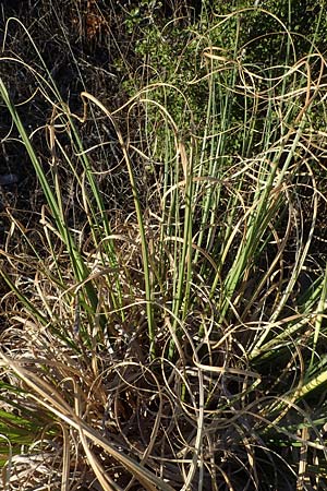 Cortaderia selloana \ Amerikanisches Pampas-Gras / Pampas Grass, F Martigues 8.10.2021