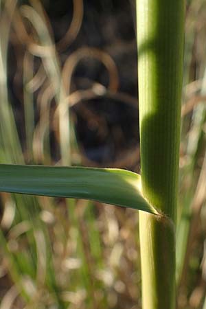Cortaderia selloana \ Amerikanisches Pampas-Gras / Pampas Grass, F Martigues 8.10.2021