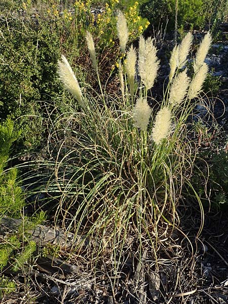 Cortaderia selloana \ Amerikanisches Pampas-Gras / Pampas Grass, F Martigues 8.10.2021