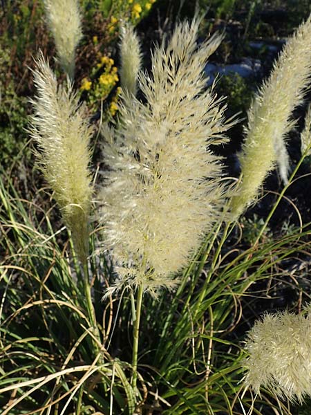 Cortaderia selloana \ Amerikanisches Pampas-Gras / Pampas Grass, F Martigues 8.10.2021