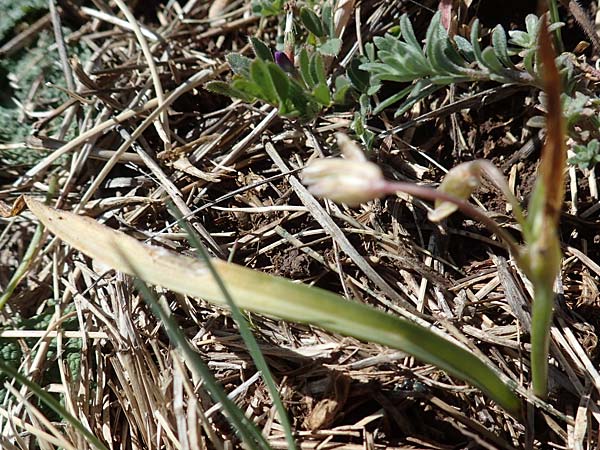 Gagea reverchonii \ Reverchons Gelbstern / Reverchon's Meadow Gagea, F Caussols 2.5.2023