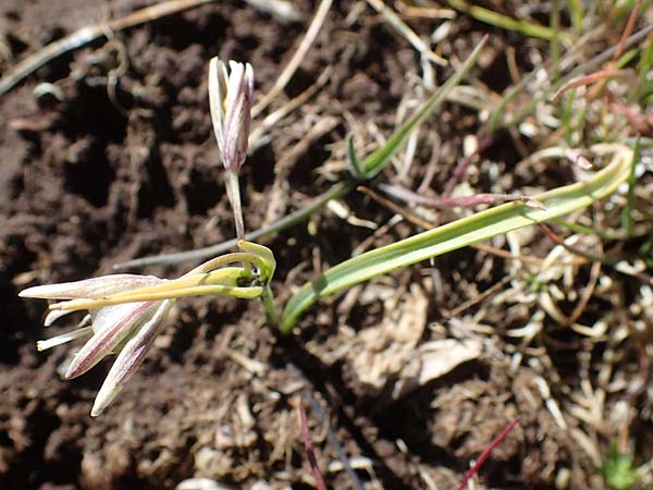 Gagea reverchonii \ Reverchons Gelbstern / Reverchon's Meadow Gagea, F Caussols 2.5.2023