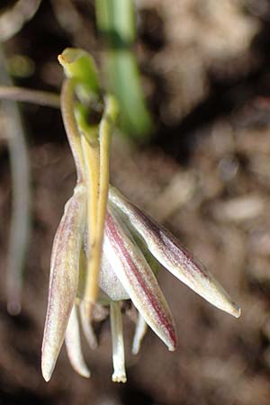 Gagea reverchonii \ Reverchons Gelbstern / Reverchon's Meadow Gagea, F Caussols 2.5.2023