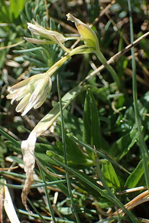 Gagea reverchonii \ Reverchons Gelbstern / Reverchon's Meadow Gagea, F Caussols 2.5.2023