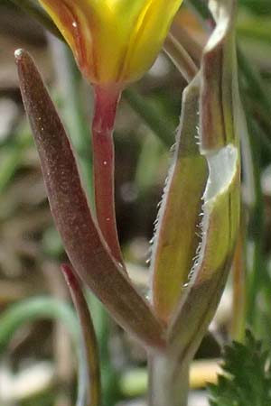 Gagea reverchonii \ Reverchons Gelbstern / Reverchon's Meadow Gagea, F Caussols 2.5.2023
