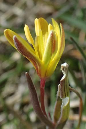 Gagea reverchonii \ Reverchons Gelbstern / Reverchon's Meadow Gagea, F Caussols 2.5.2023