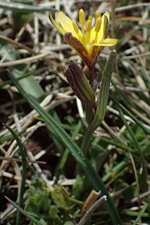 Gagea reverchonii \ Reverchons Gelbstern / Reverchon's Meadow Gagea, F Caussols 2.5.2023