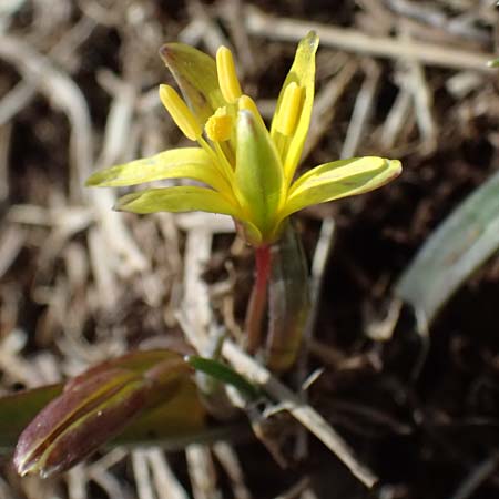 Gagea reverchonii \ Reverchons Gelbstern / Reverchon's Meadow Gagea, F Caussols 2.5.2023
