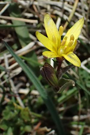 Gagea reverchonii \ Reverchons Gelbstern / Reverchon's Meadow Gagea, F Caussols 2.5.2023