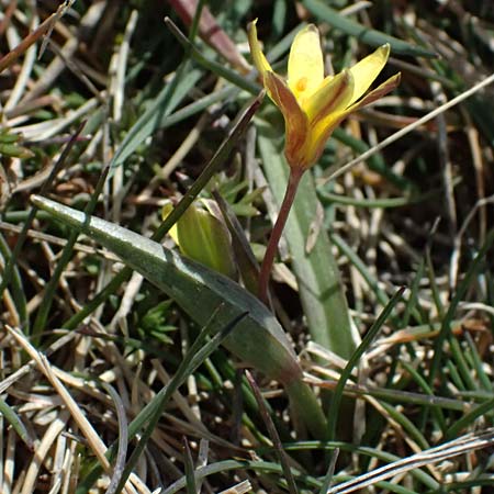 Gagea reverchonii \ Reverchons Gelbstern / Reverchon's Meadow Gagea, F Caussols 2.5.2023