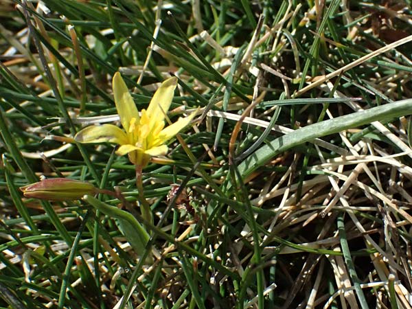 Gagea reverchonii \ Reverchons Gelbstern / Reverchon's Meadow Gagea, F Caussols 2.5.2023