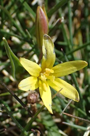 Gagea reverchonii \ Reverchons Gelbstern / Reverchon's Meadow Gagea, F Caussols 2.5.2023