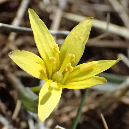 Gagea reverchonii \ Reverchons Gelbstern / Reverchon's Meadow Gagea, F Caussols 2.5.2023