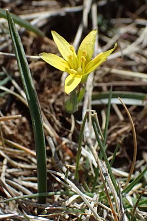 Gagea reverchonii \ Reverchons Gelbstern / Reverchon's Meadow Gagea, F Caussols 2.5.2023