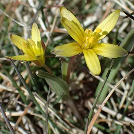 Gagea reverchonii \ Reverchons Gelbstern / Reverchon's Meadow Gagea, F Caussols 2.5.2023