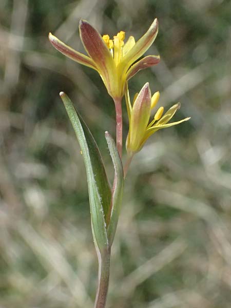 Gagea reverchonii \ Reverchons Gelbstern / Reverchon's Meadow Gagea, F Caussols 2.5.2023