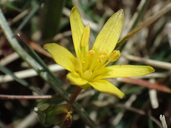 Gagea reverchonii \ Reverchons Gelbstern / Reverchon's Meadow Gagea, F Caussols 2.5.2023
