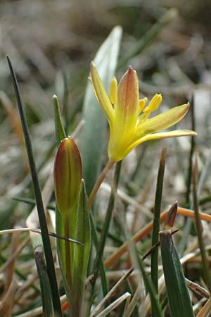 Gagea reverchonii \ Reverchons Gelbstern / Reverchon's Meadow Gagea, F Caussols 2.5.2023