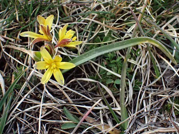 Gagea reverchonii \ Reverchons Gelbstern / Reverchon's Meadow Gagea, F Caussols 2.5.2023