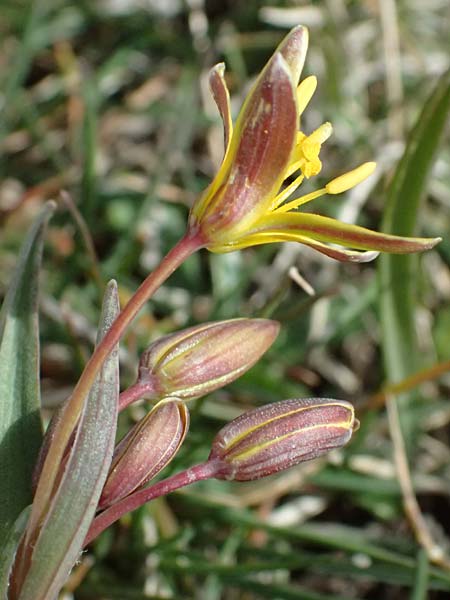 Gagea reverchonii \ Reverchons Gelbstern / Reverchon's Meadow Gagea, F Caussols 2.5.2023