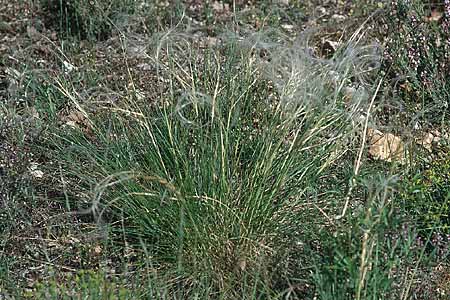Stipa pennata agg. \ Grauscheidiges Federgras / Great Feather-Grass, F S. Vallier-de-Thiey 26.5.2005