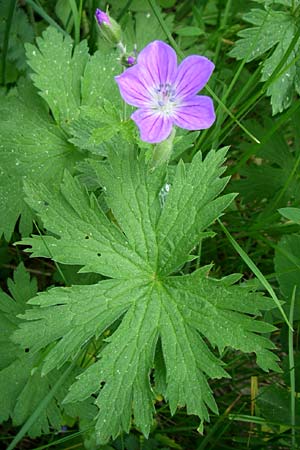 Geranium sylvaticum \ Wald-Storchschnabel / Wood Crane's-Bill, F Pyrenäen/Pyrenees, Eyne 24.6.2008
