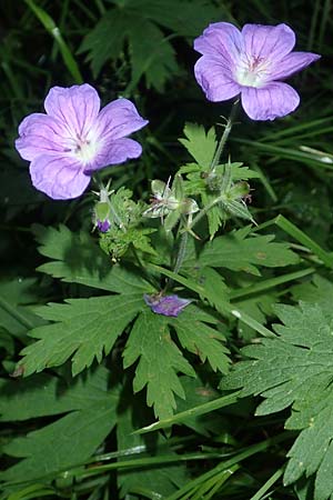 Geranium sylvaticum \ Wald-Storchschnabel / Wood Crane's-Bill, F Pyrenäen/Pyrenees, Canigou 24.7.2018