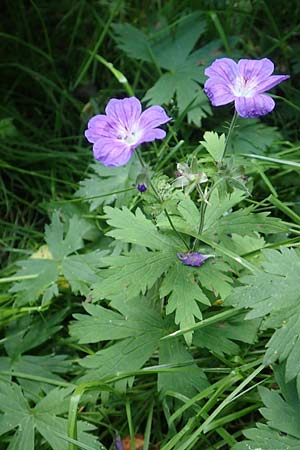 Geranium sylvaticum \ Wald-Storchschnabel / Wood Crane's-Bill, F Pyrenäen/Pyrenees, Canigou 24.7.2018