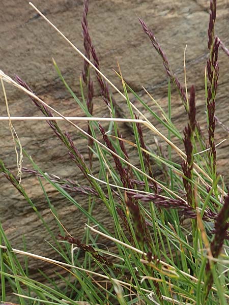 Poa laxa \ Schlaffes Rispengras / Flaccid Grass, F Pyren&auml;en/Pyrenees, Puigmal 1.8.2018