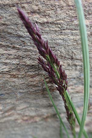 Poa laxa \ Schlaffes Rispengras / Flaccid Grass, F Pyren&auml;en/Pyrenees, Puigmal 1.8.2018