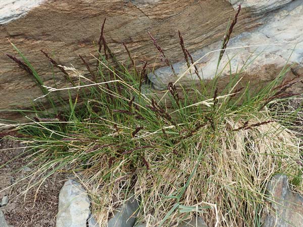 Poa laxa \ Schlaffes Rispengras / Flaccid Grass, F Pyren&auml;en/Pyrenees, Puigmal 1.8.2018