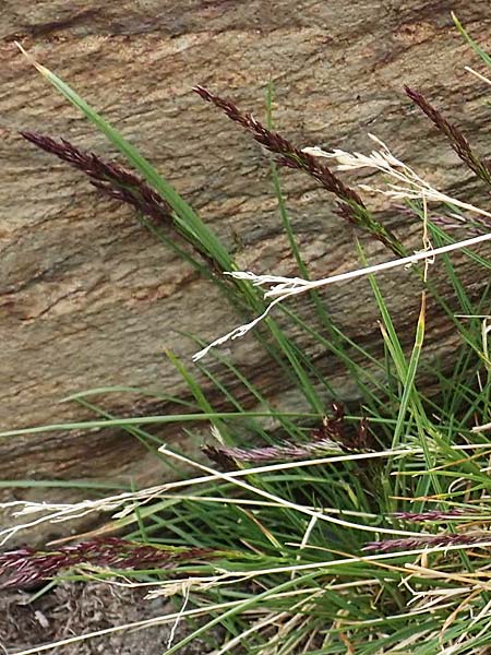 Poa laxa \ Schlaffes Rispengras / Flaccid Grass, F Pyren&auml;en/Pyrenees, Puigmal 1.8.2018