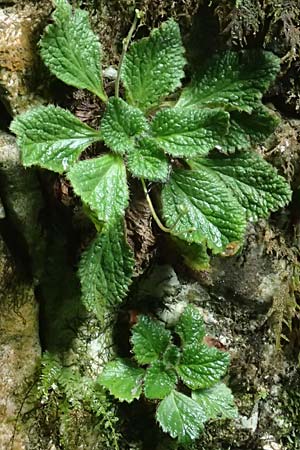 Ramonda myconi \ Pyrenen-Felsenteller / Pyrenean Violet, F Pyrenäen/Pyrenees, Gorges de la Fou 10.8.2018