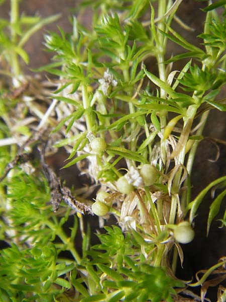Galium pyrenaicum \ Pyren&auml;en-Labkraut / Pyrenean Bedstraw, F Pyren&auml;en/Pyrenees, Gourette 25.8.2011