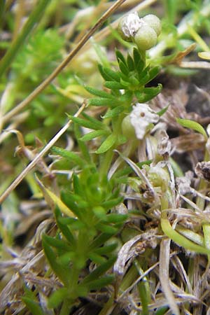 Galium pyrenaicum \ Pyren&auml;en-Labkraut / Pyrenean Bedstraw, F Pyren&auml;en/Pyrenees, Gourette 25.8.2011