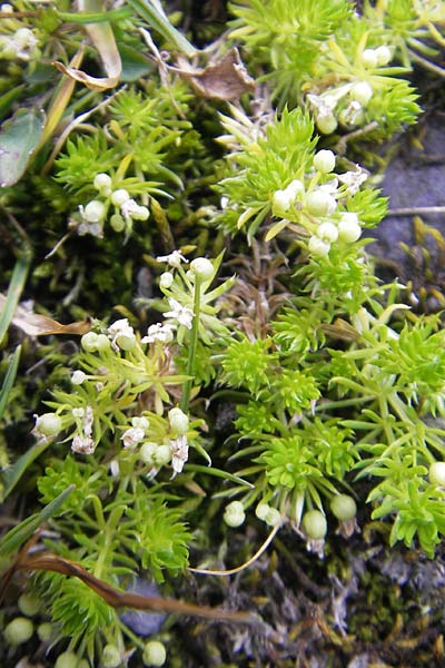 Galium pyrenaicum \ Pyren&auml;en-Labkraut / Pyrenean Bedstraw, F Pyren&auml;en/Pyrenees, Gourette 25.8.2011