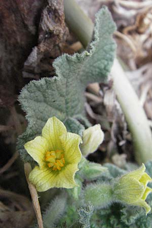 Ecballium elaterium \ Spritz-Gurke / Squirting Cucumber, F Pyrenäen/Pyrenees, Eus 14.8.2006