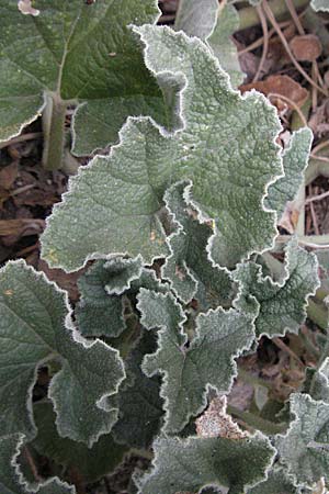 Ecballium elaterium \ Spritz-Gurke / Squirting Cucumber, F Pyrenäen/Pyrenees, Eus 14.8.2006