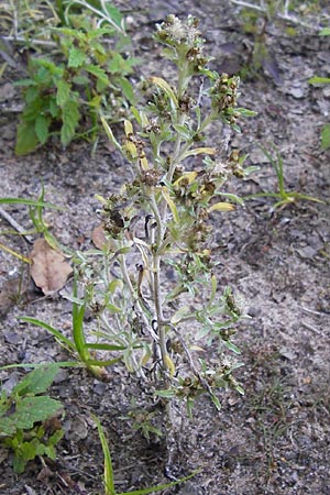 Gnaphalium uliginosum \ Sumpf-Ruhrkraut / Marsh Cudweed, F Bitche 8.9.2012