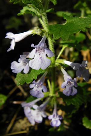 Glechoma hederacea \ Gundermann, Gundelrebe / Ground-Ivy, F Mussig 18.4.2015