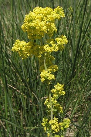 Galium verum \ Echtes Labkraut / Lady's Bedstraw, F Mauguio 7.6.2006