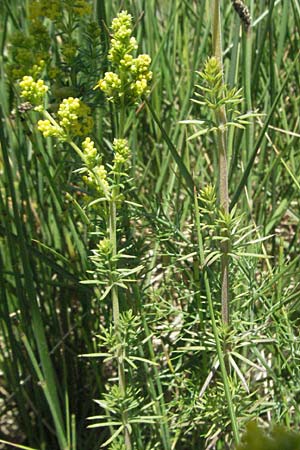 Galium verum \ Echtes Labkraut / Lady's Bedstraw, F Mauguio 7.6.2006