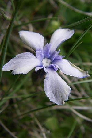 Gentiana verna \ Frhlings-Enzian / Spring Gentian, F Pyrenäen/Pyrenees, Eyne 25.6.2008