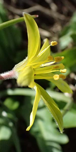 Gagea villosa \ Acker-Gelbstern / Hairy Star of Bethlehem, F Col de Gleize 14.3.2024
