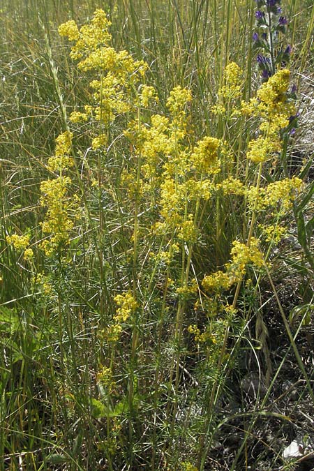 Galium wirtgenii \ Wirtgens Labkraut / Wirtgen's Bedstraw, F Nyons 10.6.2006