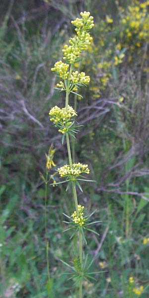 Galium wirtgenii \ Wirtgens Labkraut / Wirtgen's Bedstraw, F Serres 10.6.2006
