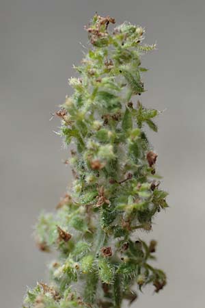 Galium verticillatum \ Quirlbl&auml;ttriges Labkraut / Whorled Bedstraw, F Pyren&auml;en/Pyrenees, Saint-Martin du Canigou 25.7.2018